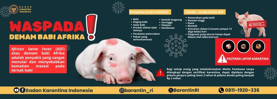 Waspada Demam Babi Afrika