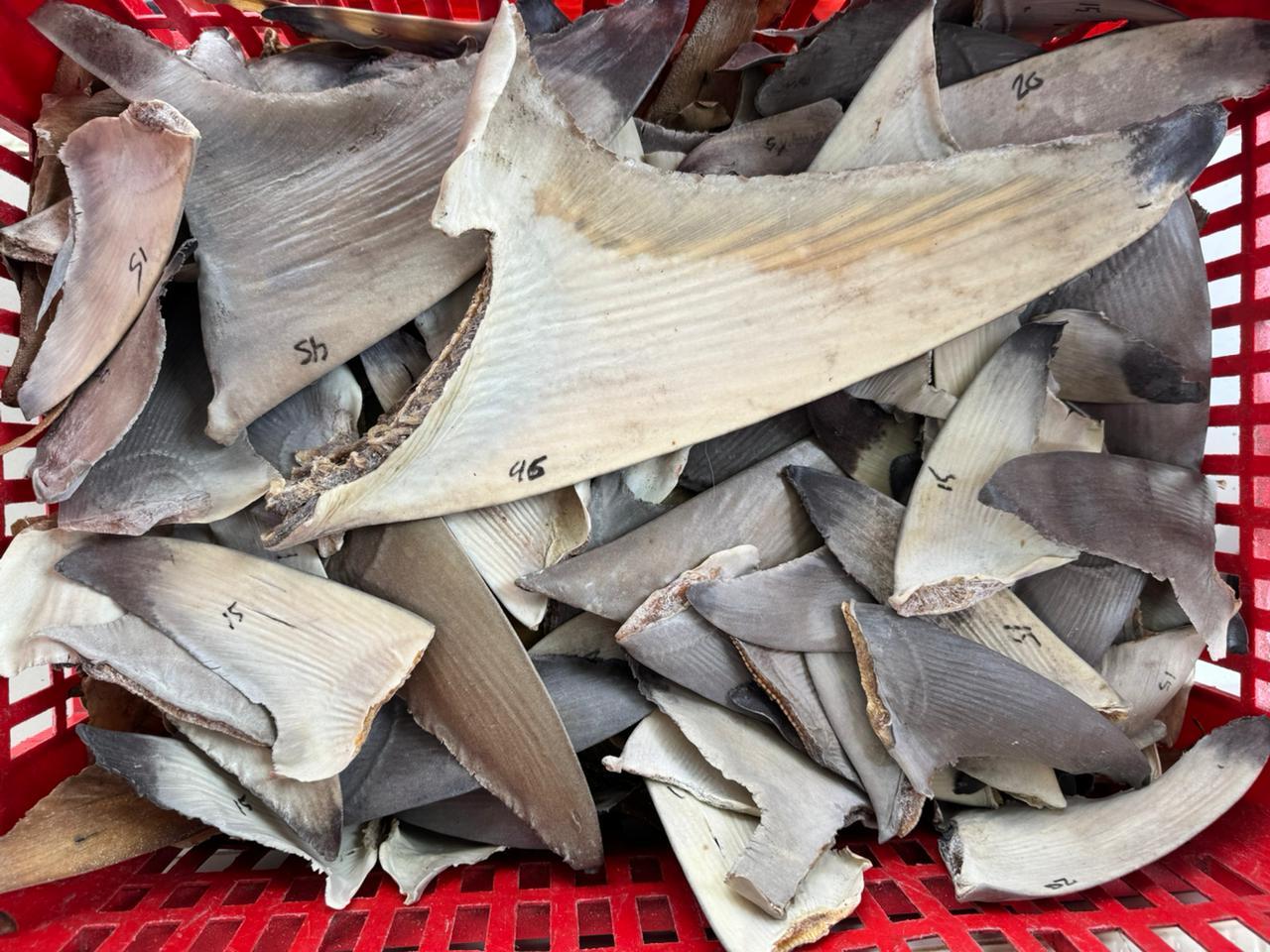 Bebas HPIK, Sirip Ikan Hiu Diterbitkan Sertifikat Kesehatan