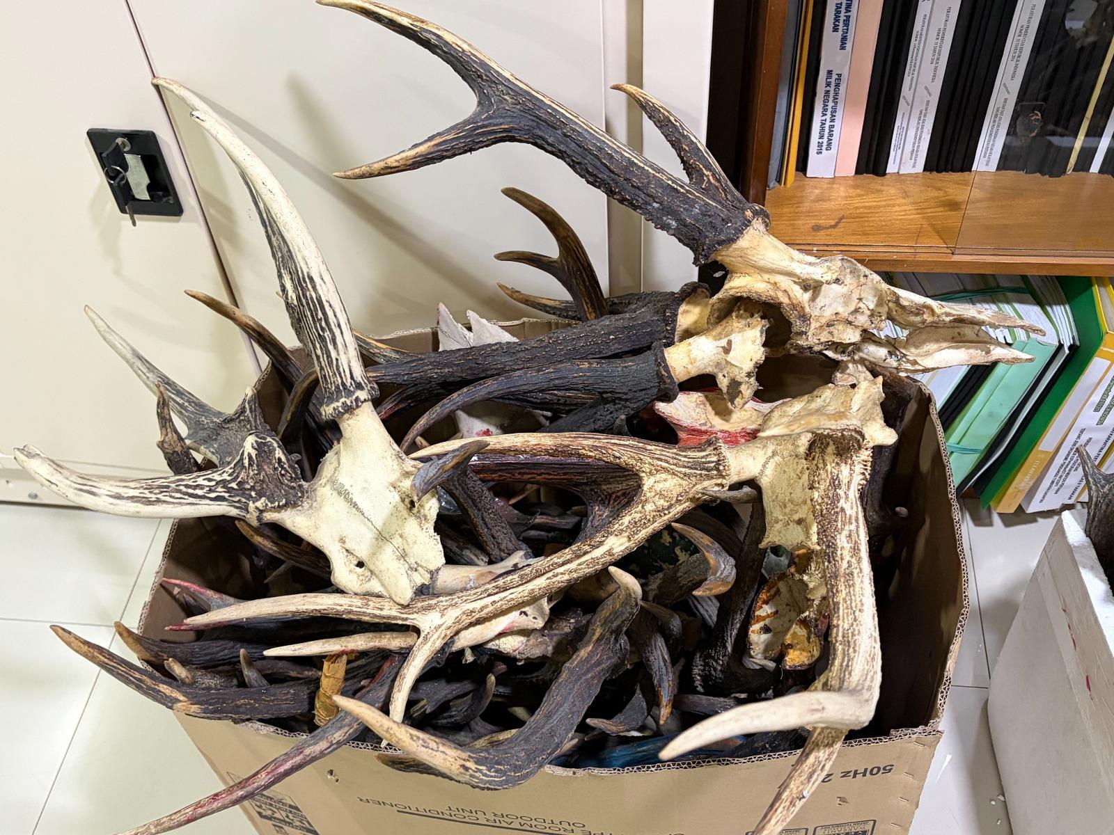 Karantina Kalimantan Utara Serahkan 38 Pasang Tanduk Rusa Ke BKSDA