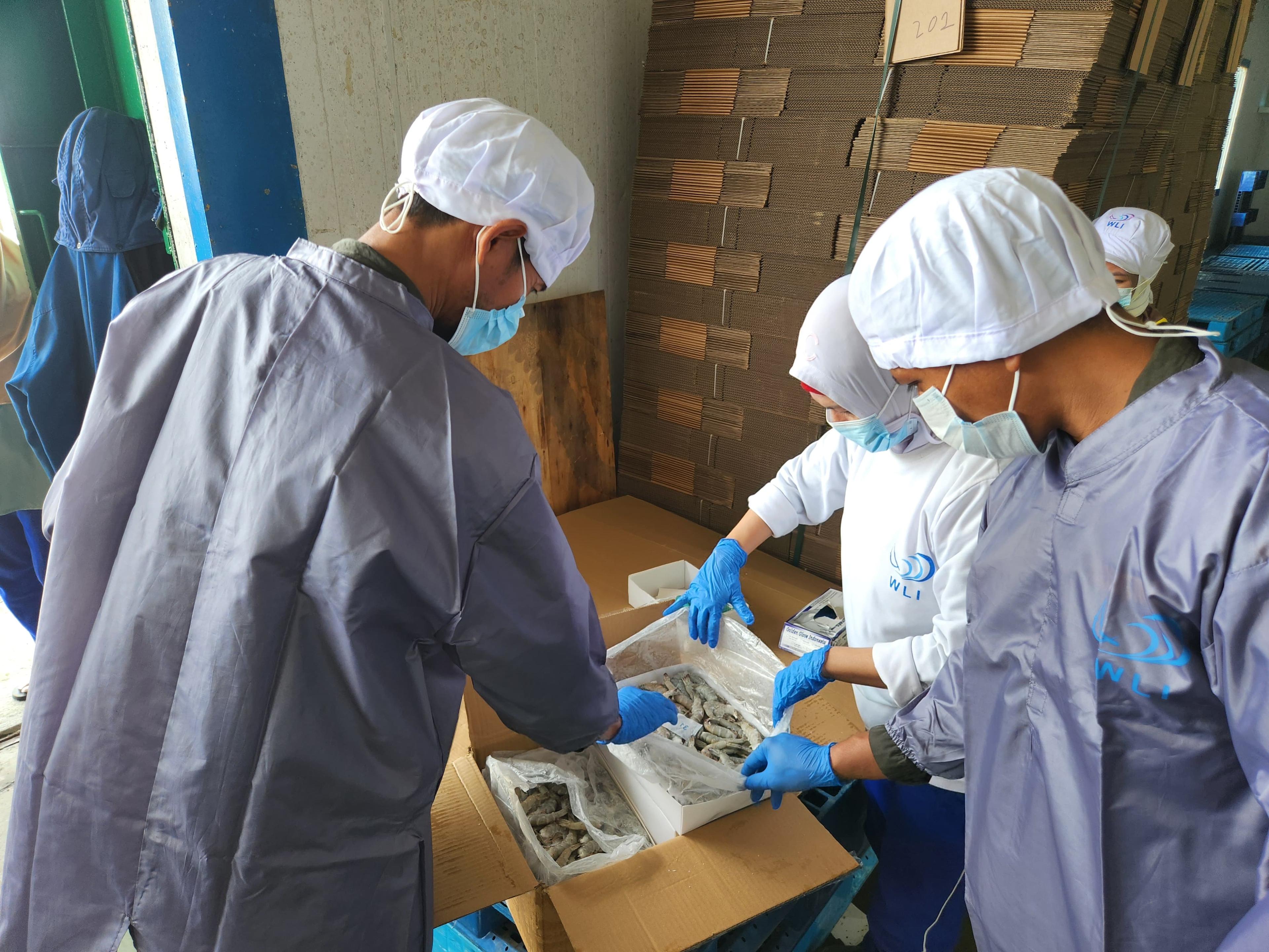 Karantina Maluku Kawal Ekspor 1.099 Ton Udang Vannamei ke Tiongkok