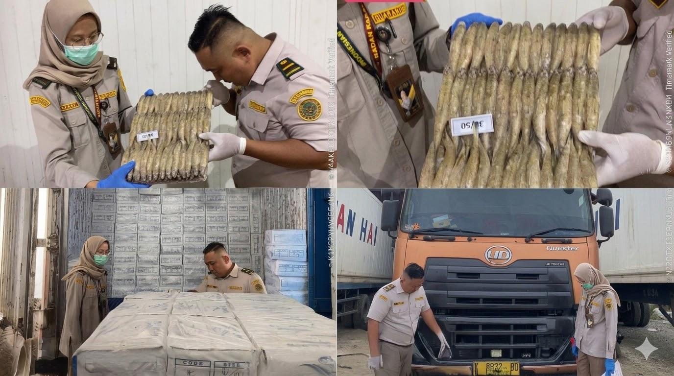 Pastikan Sesuai Regulasi, Petugas Karantina Periksa 19 Ton Ikan Kadal Milik PT. BCN