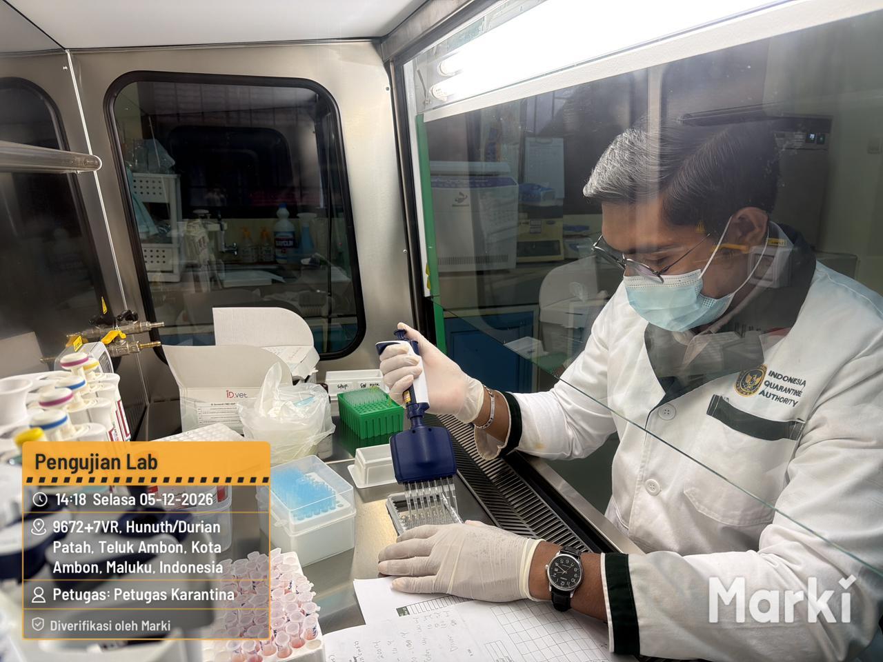 Karantina Maluku Uji 46 Sampel Serum Kerbau Asal Namlea Untuk Deteksi PMK