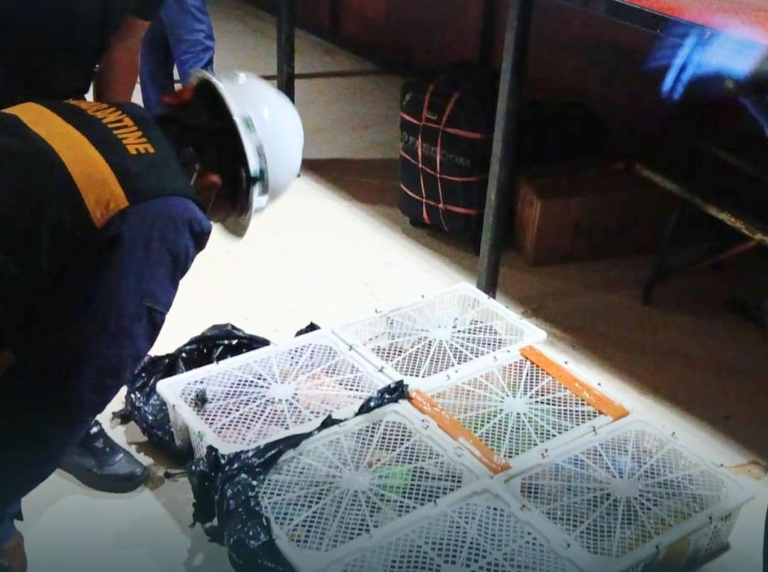 Disembunyikan di Bawah Tempat Tidur Kapal, Karantina Sulsel Gagalkan Penyelundupan Reptil Ilegal