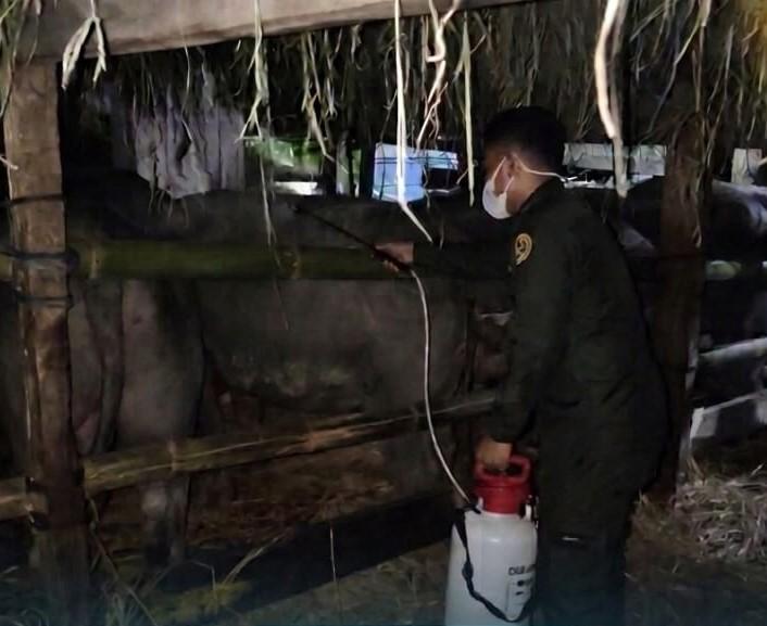 Cegah Penyakit Hewan Menular, Karantina Maluku Awasi Pengiriman 89 Ekor Kerbau ke Sulawesi Selatan