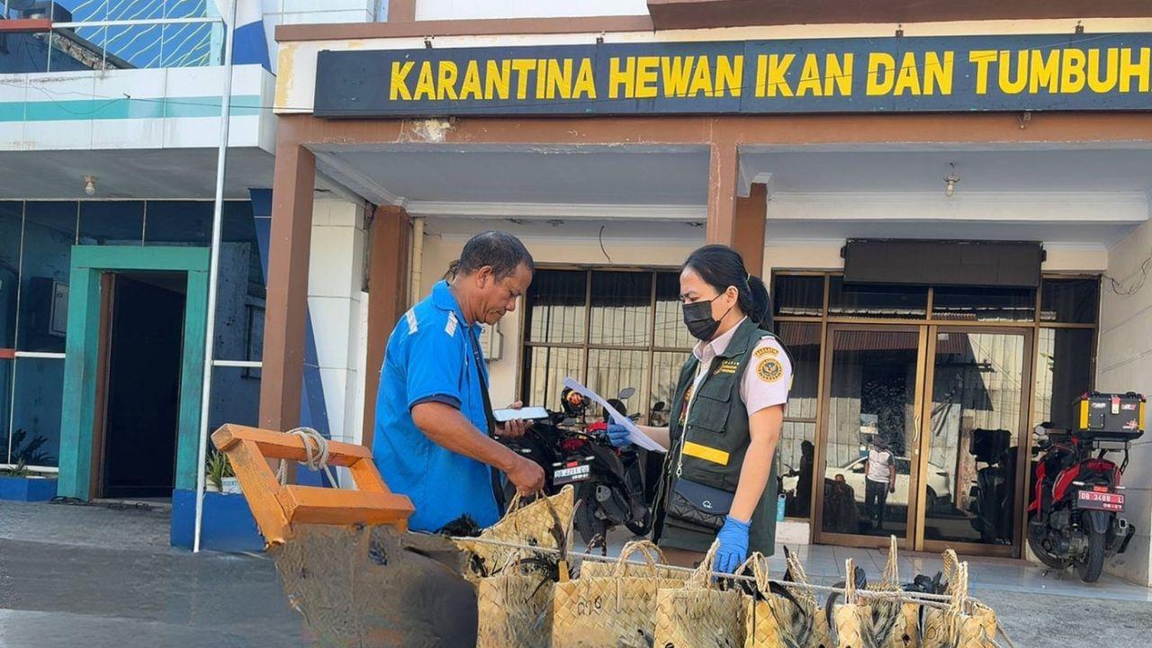 Bawa Ayam Naik Kapal Laut? Begini tahapan Lengkap Karantinanya