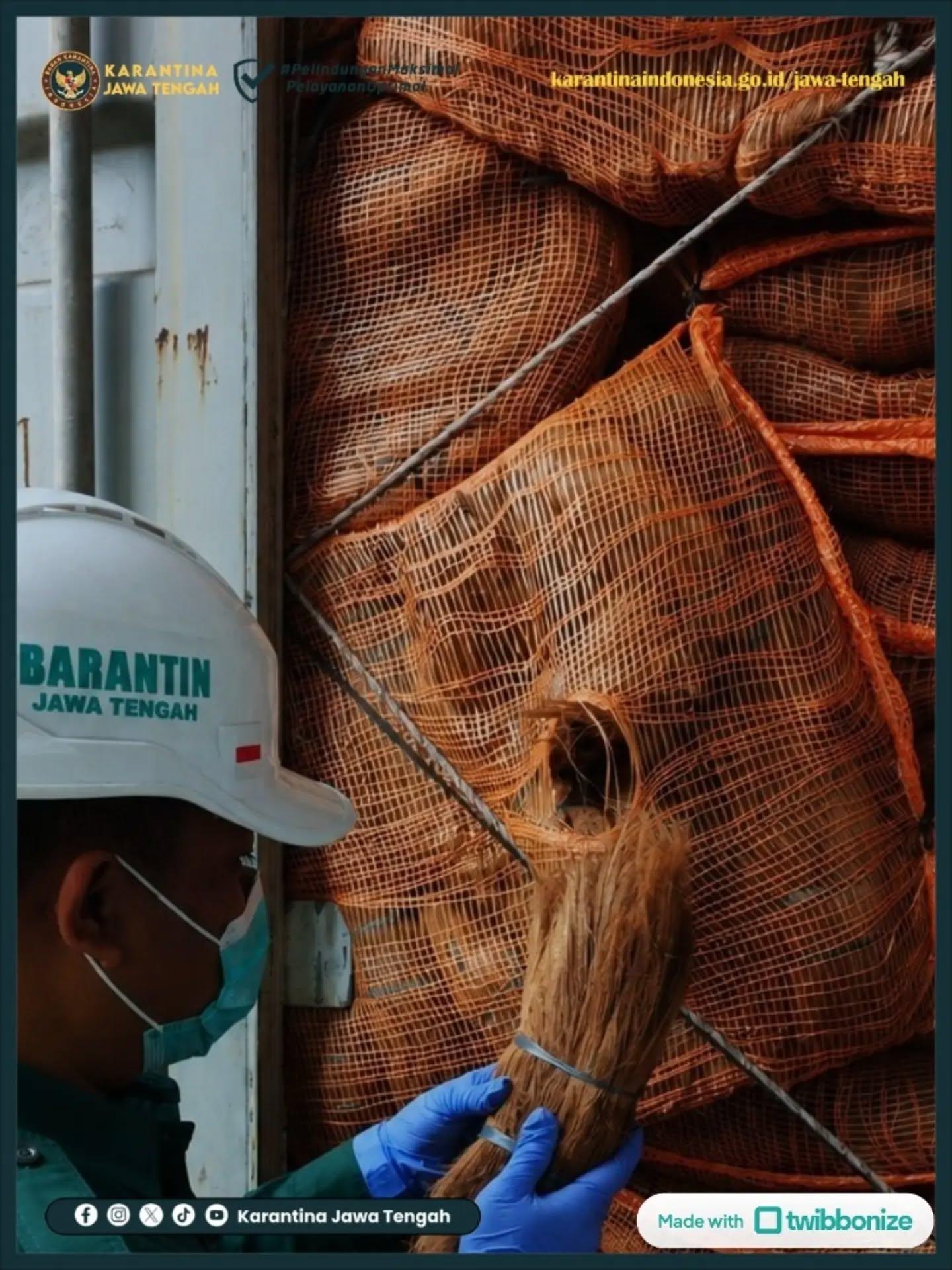 Serabut Kepala Tanpa OPTK Siap Meluncur ke Tiongkok
