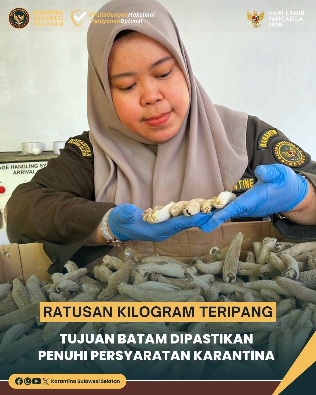 Ratusan Kilogram Teripang Tujuan Batam Dipastikan Penuhi Persyaratan Karantina
