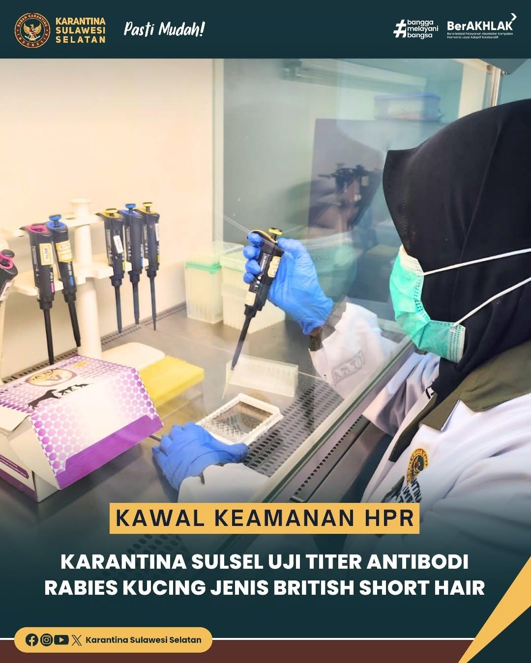 Kawal Keamanan HPR, Karantina Sulsel Uji Titer Antibodi Rabies Kucing Jenis British Short Hair