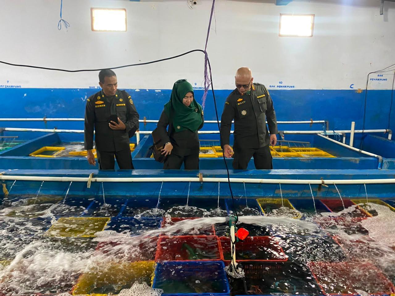 Dukung Ekspor Kepiting Bakau, Karantina Maluku Perkuat Kemitraan dengan Pelaku Usaha di Kepulauan Aru
