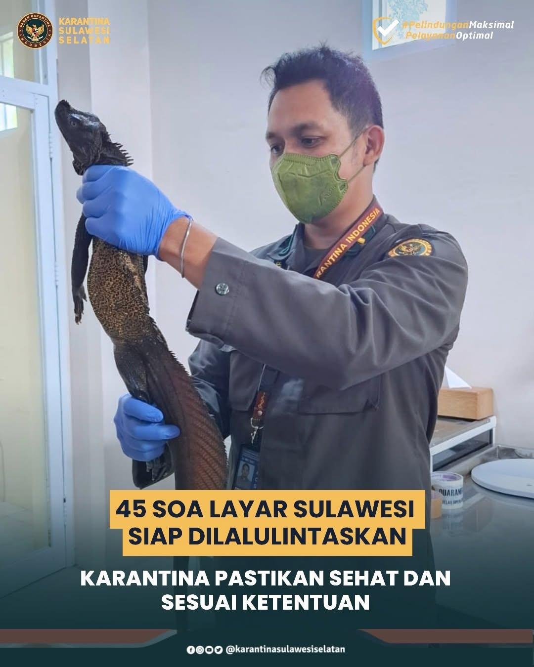 45 Soa Layar Sulawesi Siap Dilalulintaskan, Karantina Pastikan Sehat dan Sesuai Ketentuan