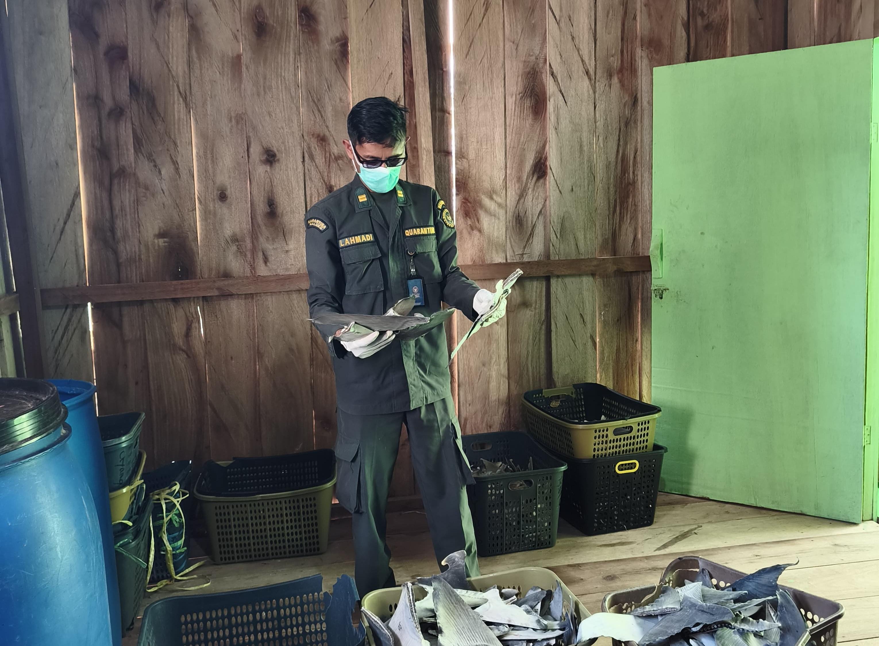 Karantina Maluku Periksa 190,85 Kg Sirip Hiu Kering, Pastikan Legalitas dan Kesesuaian Persyaratan