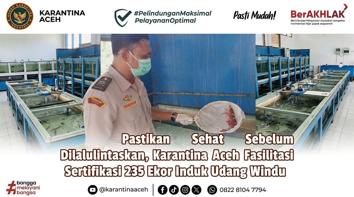 Karantina Aceh Fasilitasi Sertifikasi 235 Ekor Induk Udang Windu