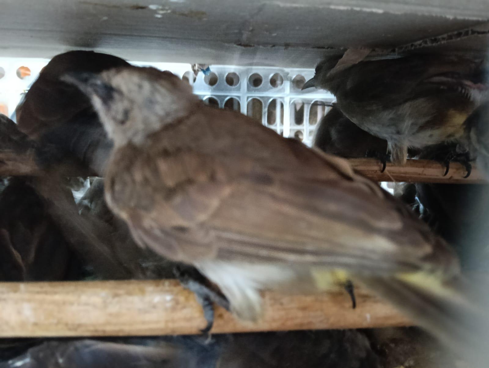 Karantina Jawa Timur Kembali Gagalkan Percobaan Penyelundupan Burung Liar