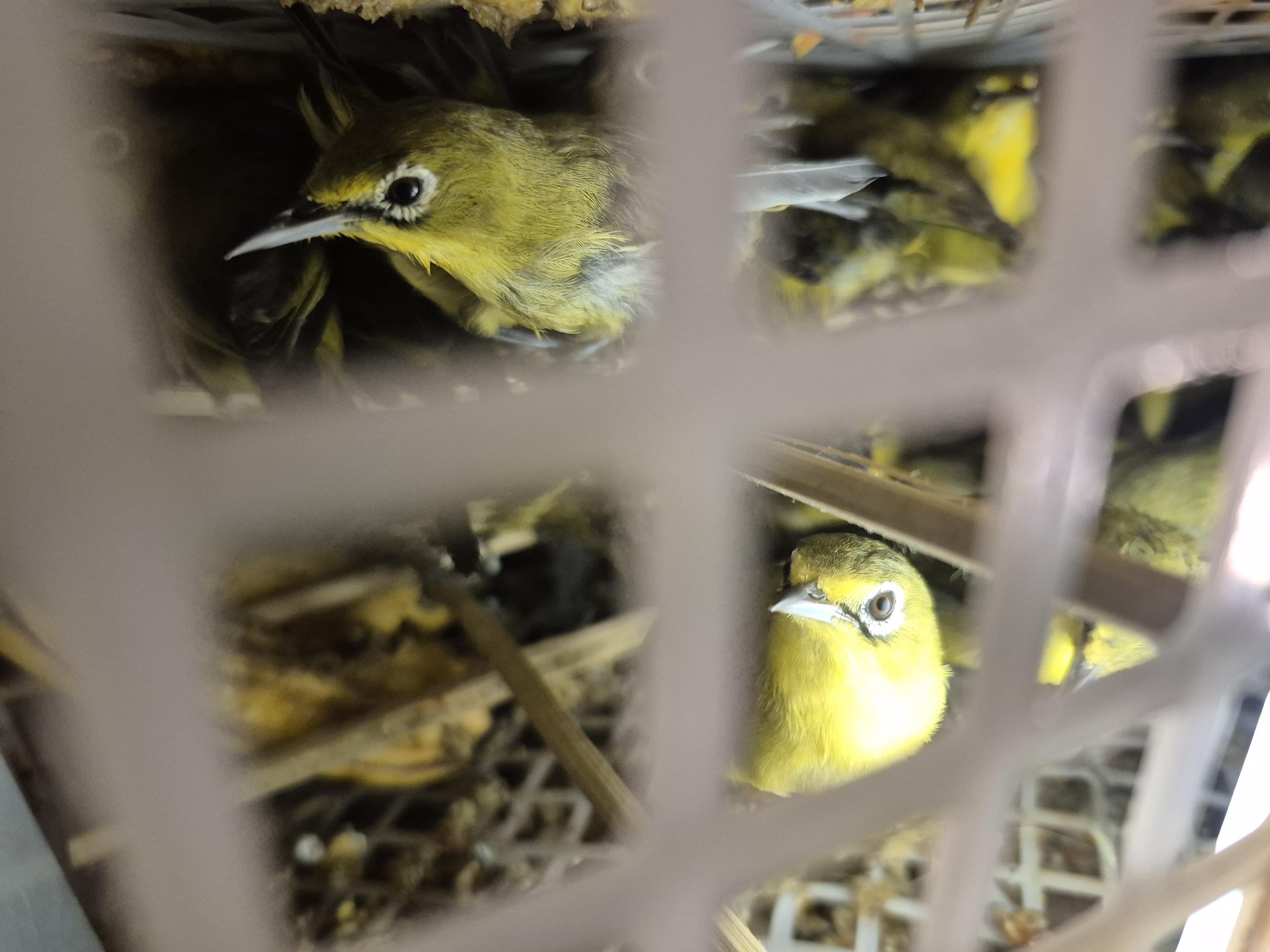 Jaga Pulau Dewata, Karantina Bali Gagalkan Penyelundupan 482 Burung Tanpa Dokumen Kesehatan di Karangasem
