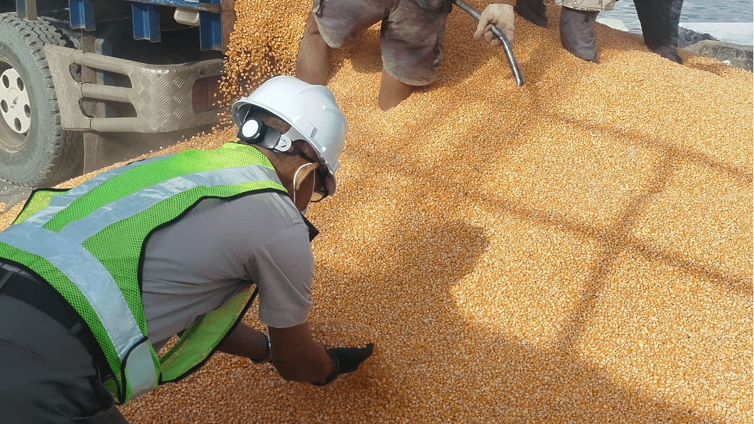 Kemerdekaan dalam Aksi, Karantina NTB Perkuat Pertahanan Hayati di Jalur Distribusi Jagung Asal Pulau Sumbawa
