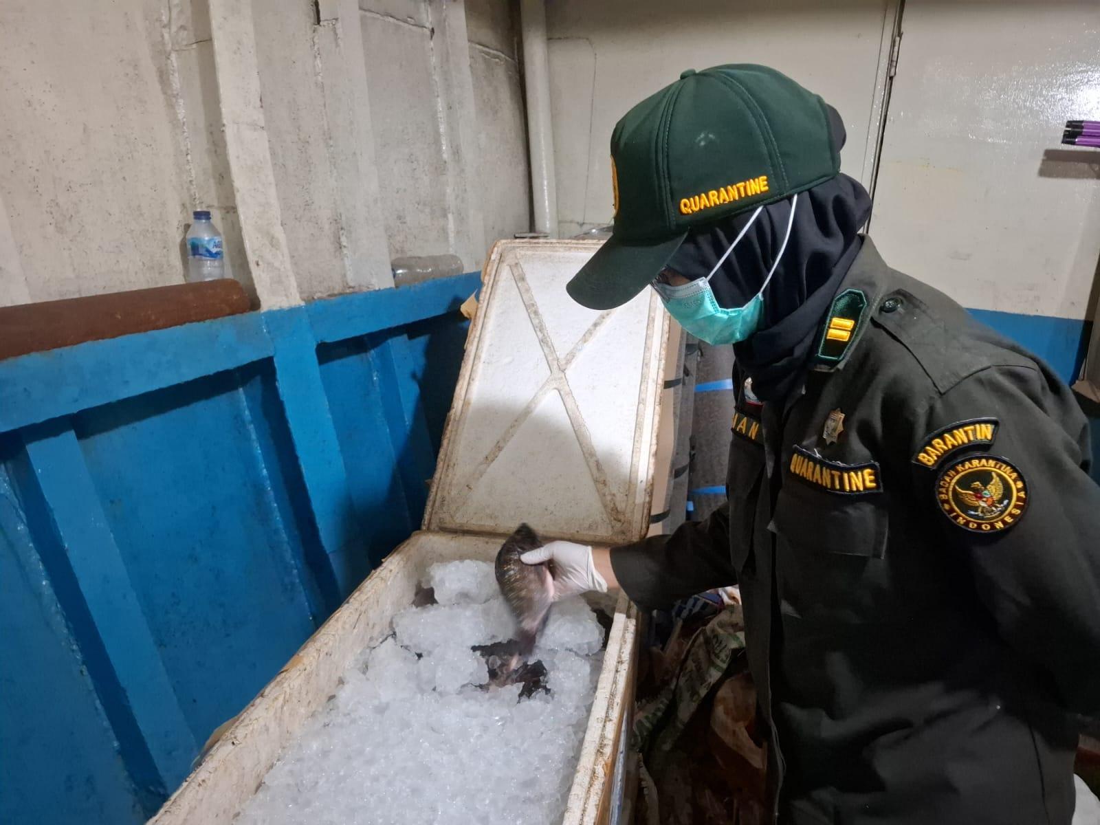 Karantina Maluku Utara Perkuat Pengawasan Komoditas di Pelabuhan Laut Jailolo