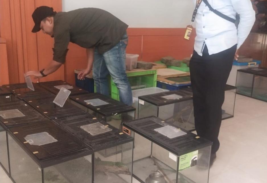 WN Korsel Selundupkan 8 Biawak dalam Koper, Karantina Banten: Satwa Liar Bukan Suvenir