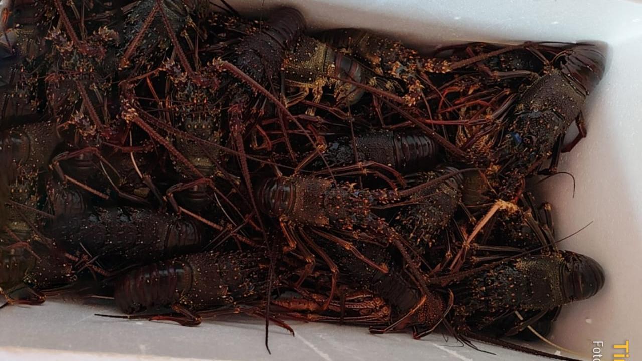 Jaga Laut Tetap Lestari, Karantina Cek Ketat Pengiriman Lobster dan Udang Kipas Asal Talaud