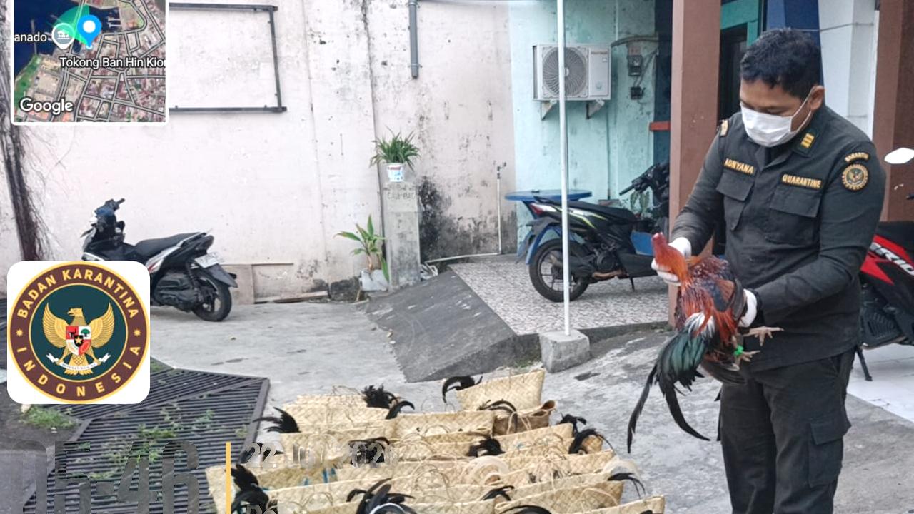Kamu Mau Kirim Ayam Antarpulau? Yuk Lapor Karantina Dulu Biar Tenang!