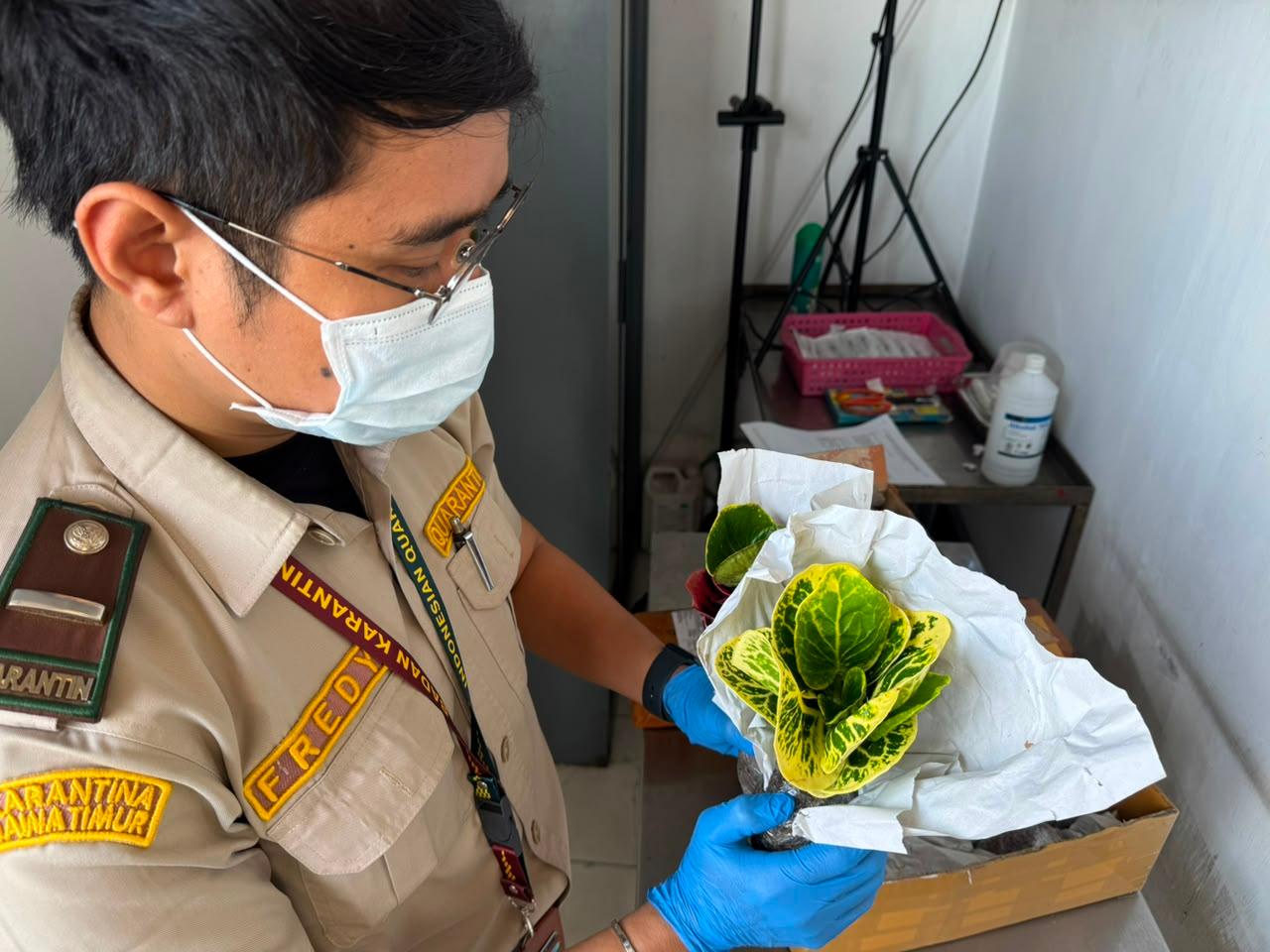 Karantina Jawa Timur Perketat Pemeriksaan Paket Tanaman Hias di Bandara Juanda