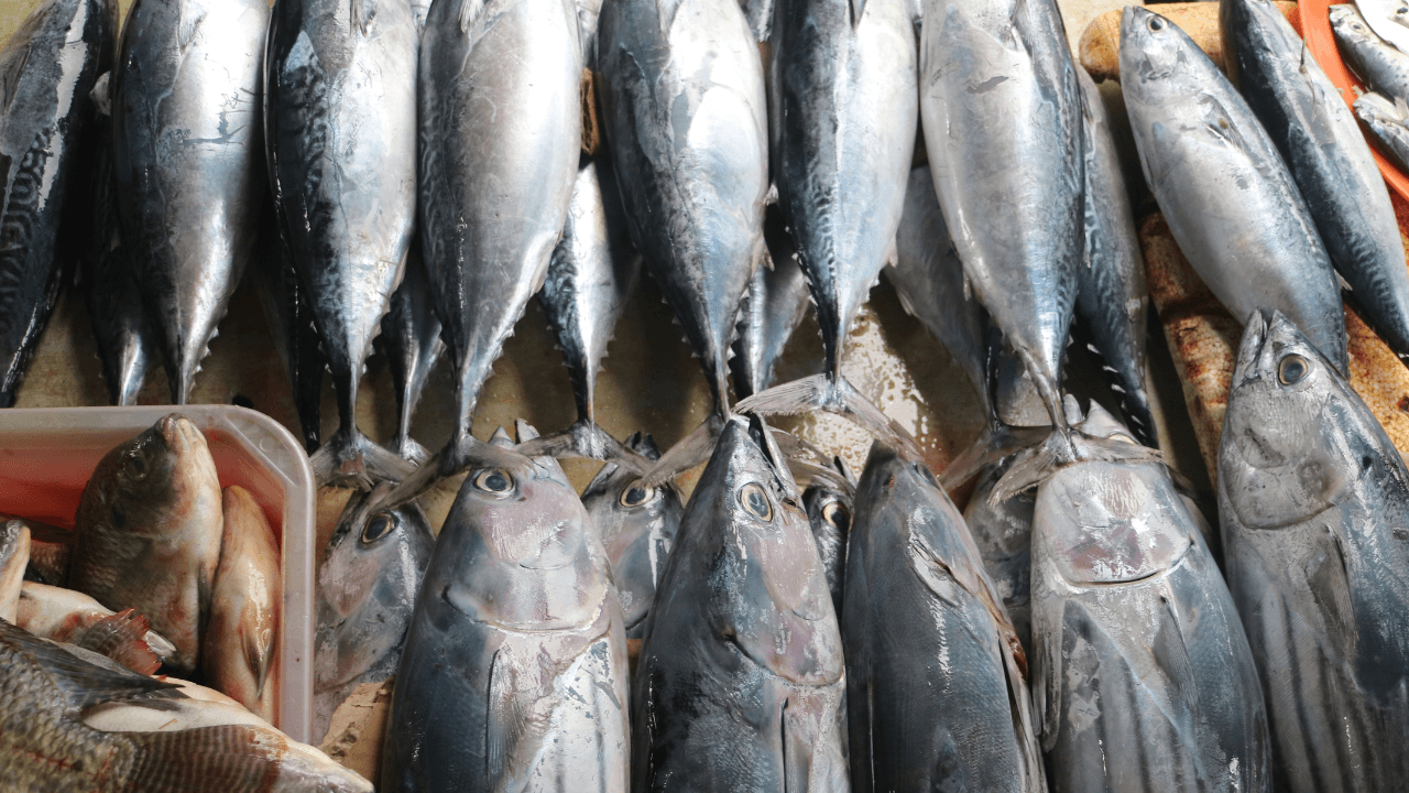 Tuna Loin Maluku Senilai Rp3,39 Miliar Tembus Vietnam, Barantin Pastikan Persyaratan Terpenuhi