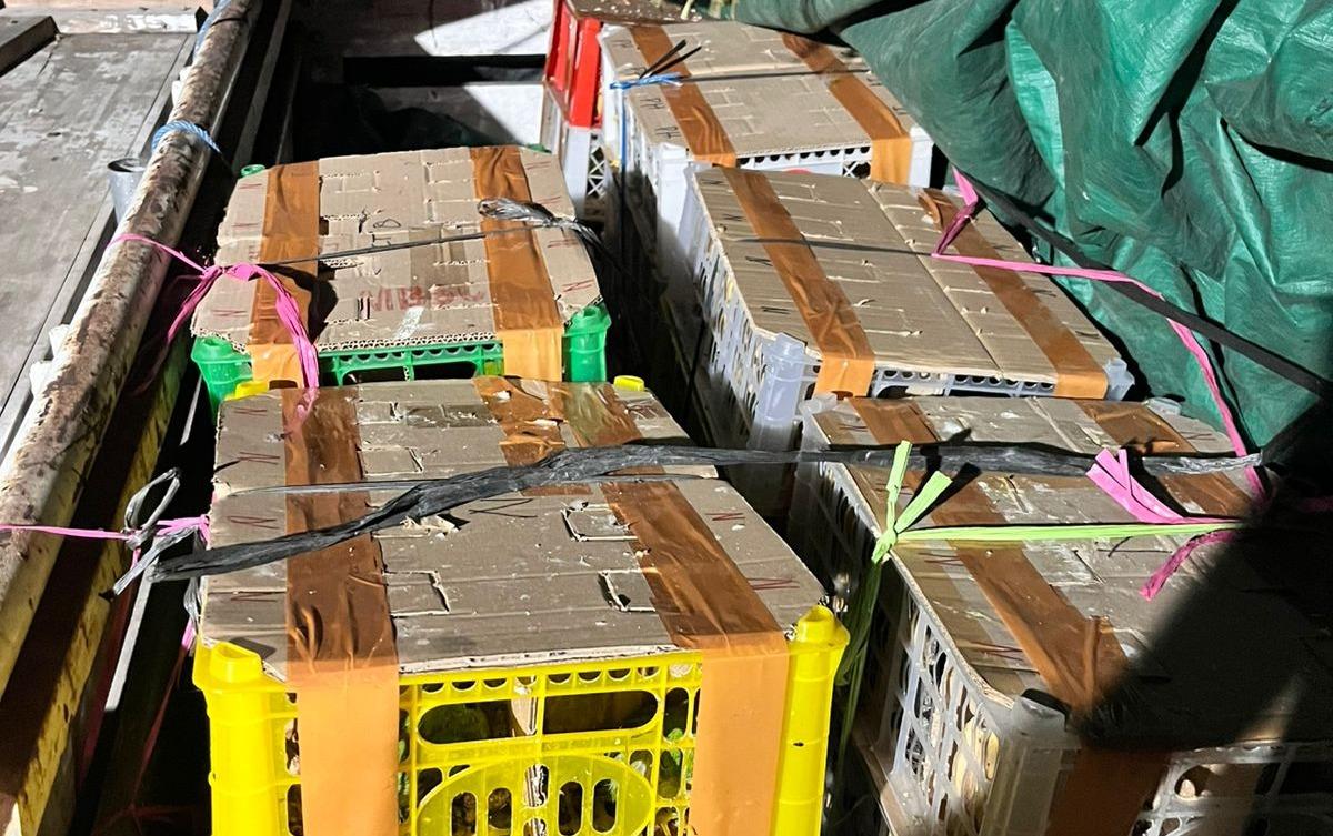 Barantin Gagalkan Penyelundupan 184 Burung, Cegah Risiko Flu Burung Masuk Jawa Timur