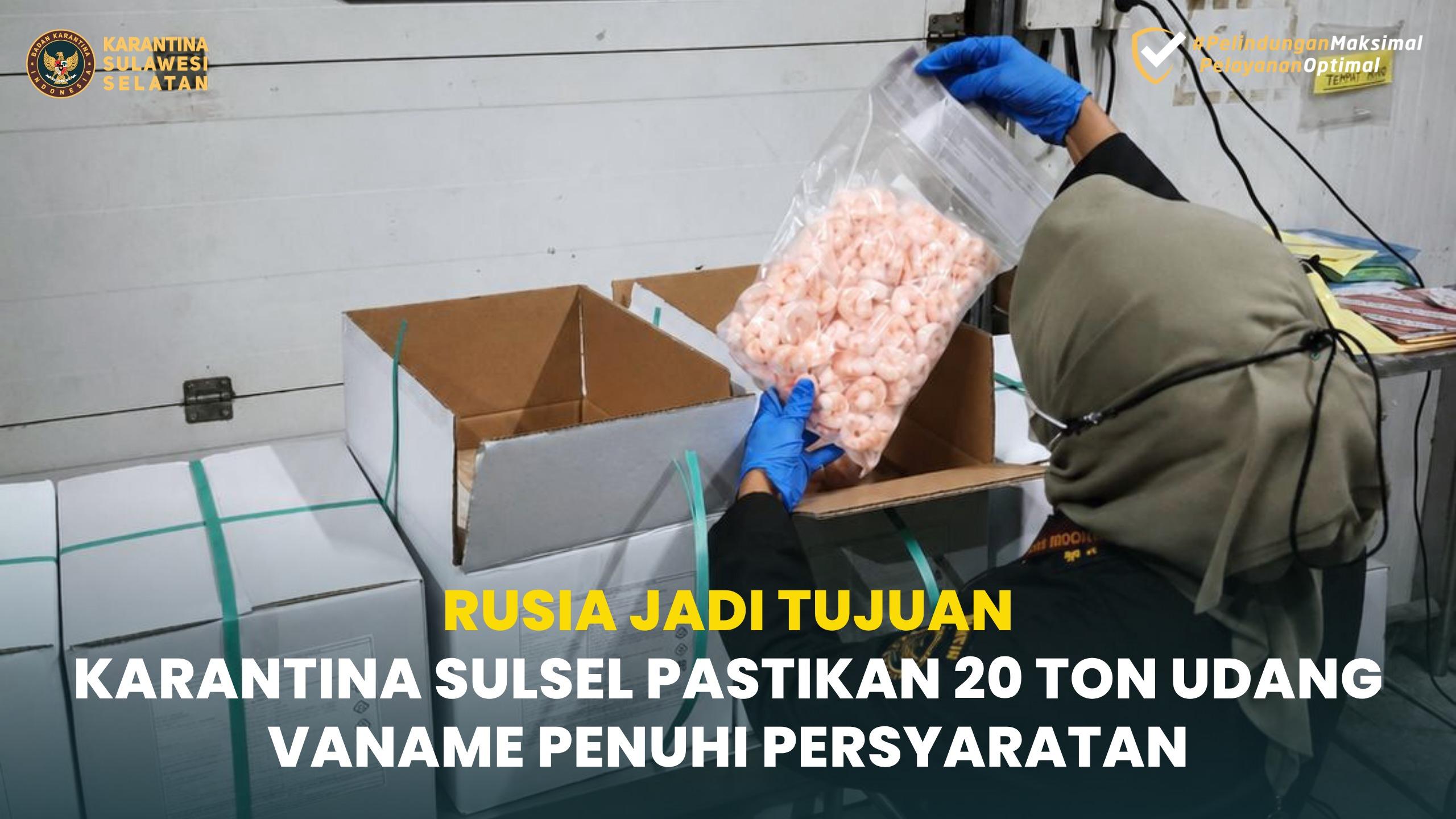Rusia Jadi Tujuan, Karantina Sulsel Pastikan 20 Ton Udang Vaname Penuhi Persyaratan