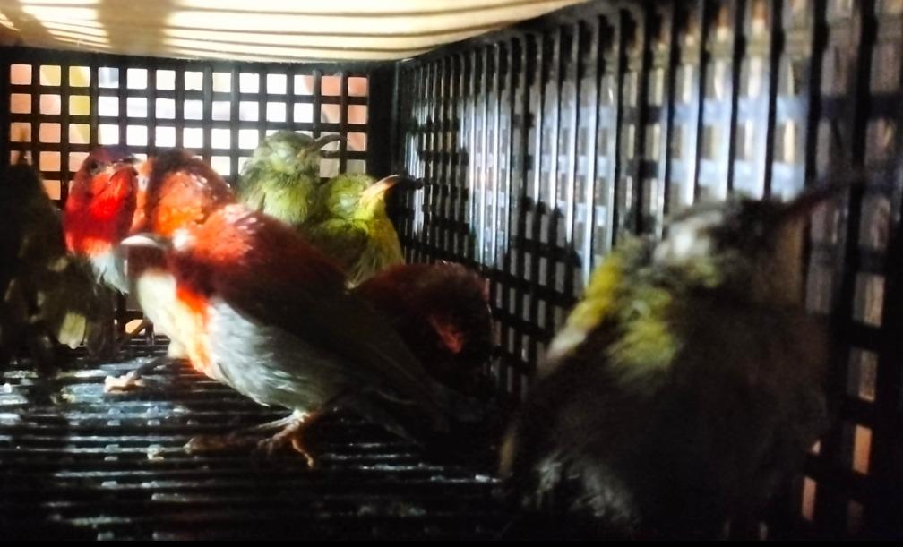 WNA Sri Lanka Bawa 101 Burung dalam Koper, Digagalkan di Bandara Soekarno-Hatta