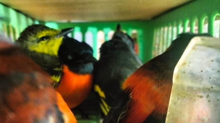 WNA Sri Lanka Bawa 101 Burung dalam Koper, Digagalkan di Bandara Soekarno-Hatta