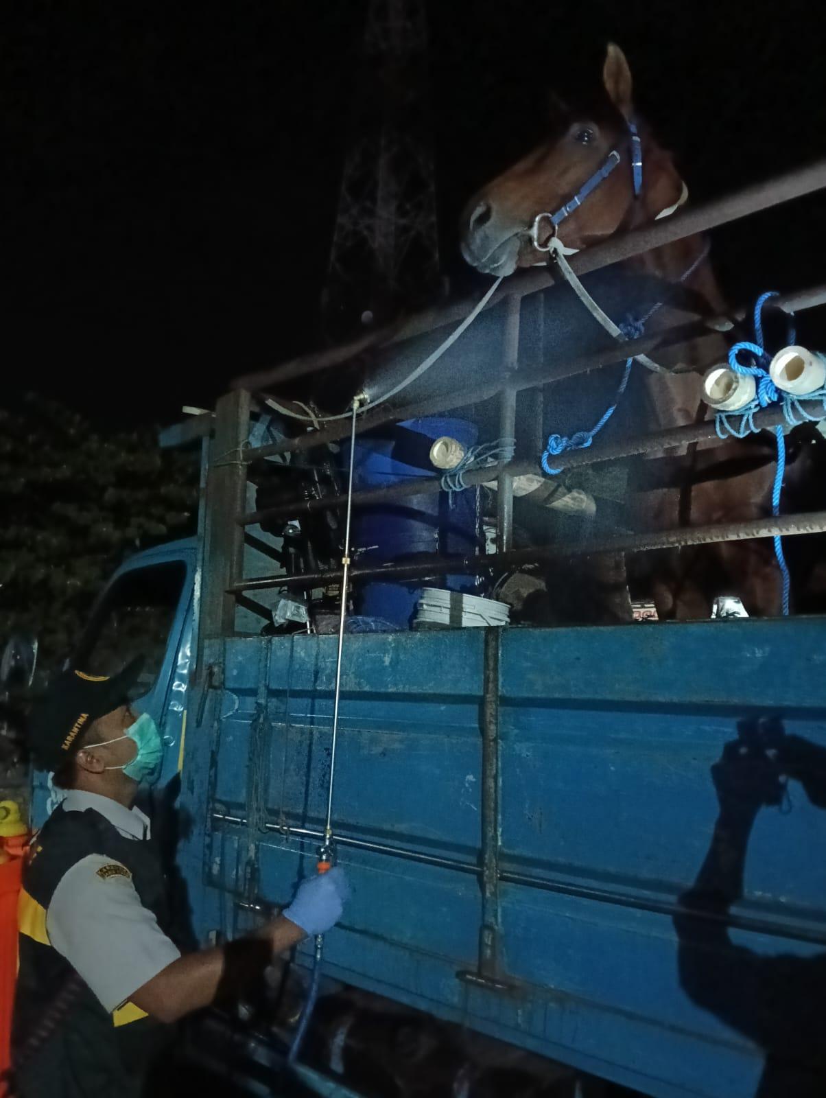 Cegah Surra Menyebar ke Kalimantan, Karantina Jatim Periksa Kuda Asal Kediri