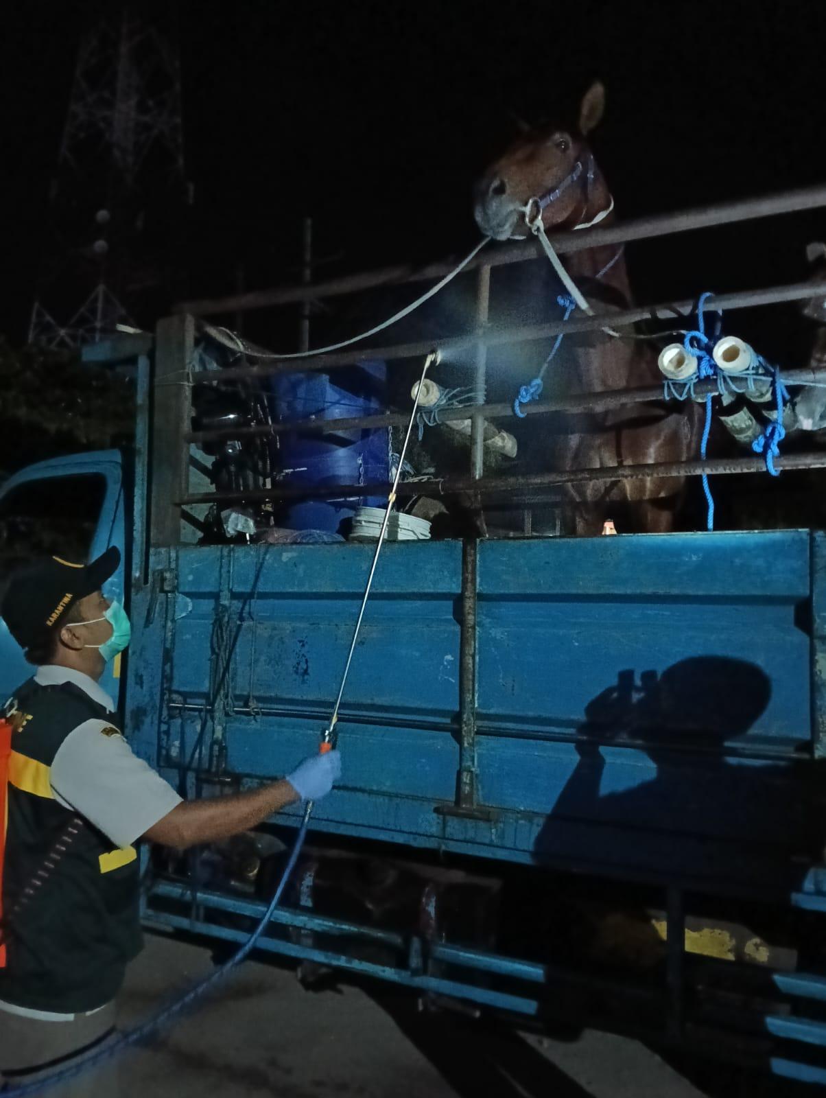 Cegah Surra Menyebar ke Kalimantan, Karantina Jatim Periksa Kuda Asal Kediri