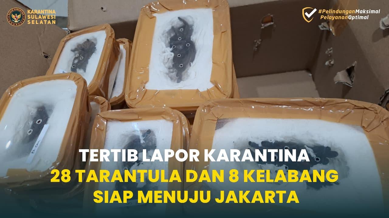 Tertib Lapor Karantina, 28 Tarantula dan 8 Kelabang Siap Menuju Jakarta