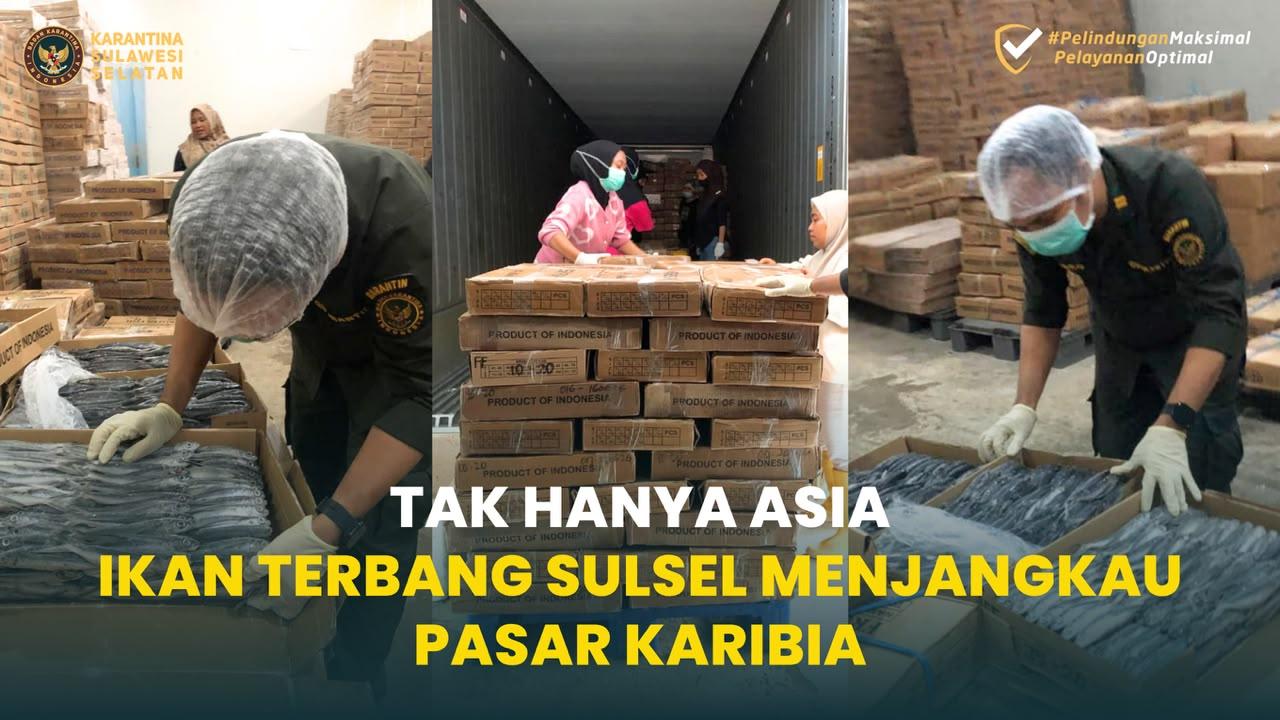 Tak Hanya Asia, Ikan Terbang Sulsel Menjangkau Pasar Karibia