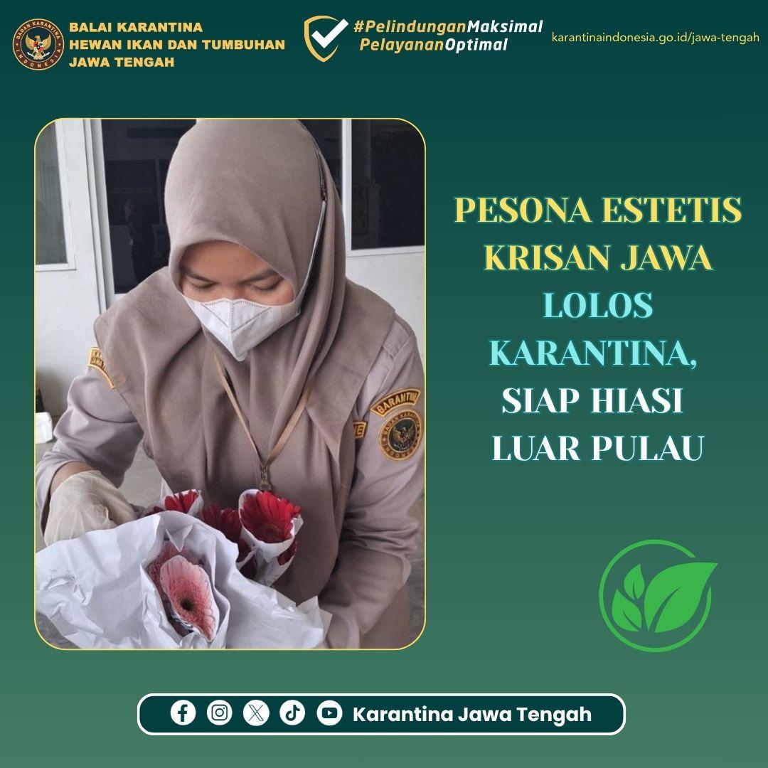 Pesona Estetis Krisan Jawa Lolos Karantina, Siap Hiasi Luar Pulau