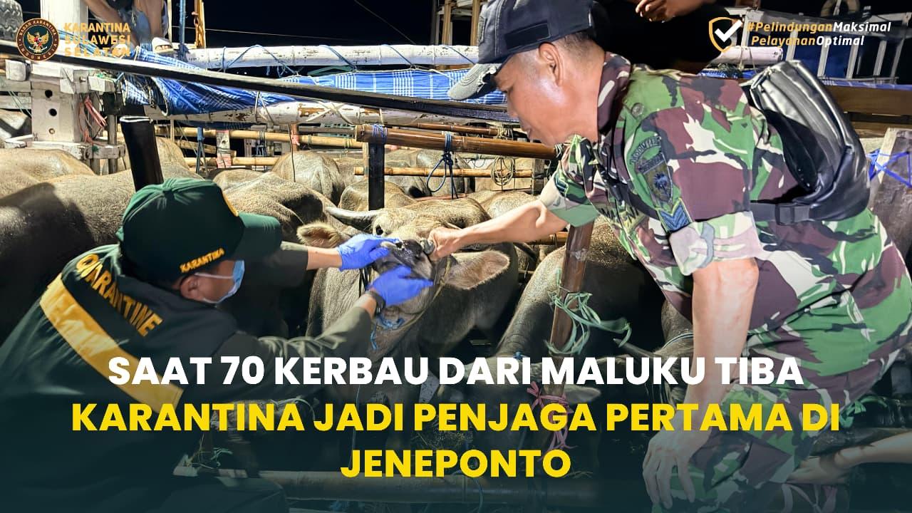Saat 70 Kerbau dari Maluku Tiba, Karantina Jadi Penjaga Pertama di Jeneponto
