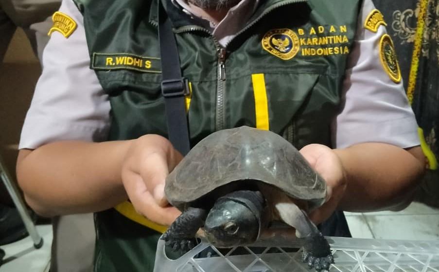 Mobil Ekspedisi Diperiksa di Bakauheni, Barantin Temukan 70 Kura-kura dalam 21 Paket