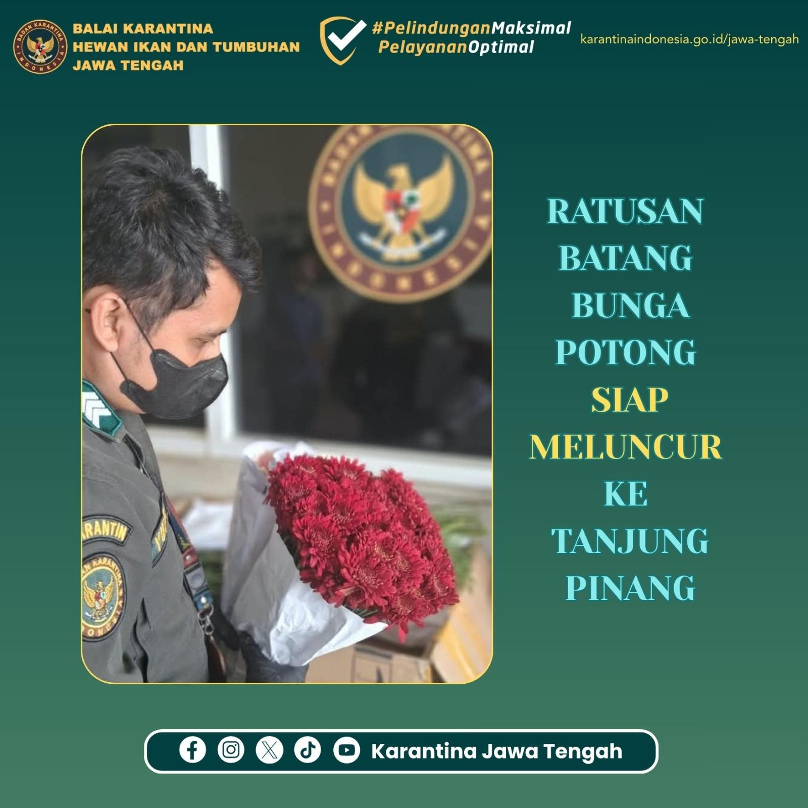 Ratusan Batang Bunga Potong Siap Meluncur ke Tanjung Pinang