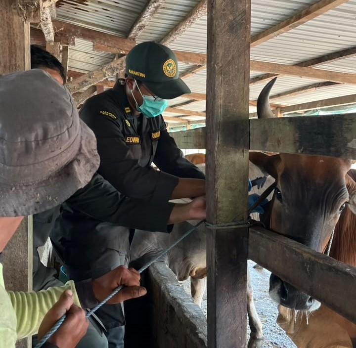 25 Ekor Sapi Diperiksa, Karantina Maluku Pantau Ancaman MTBC di Kobisadar