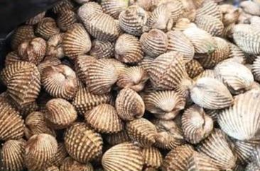 Kerang Dara Gorontalo Tembus Thailand dan Vietnam, Ekspor 2025 Capai Rp1,84 Miliar