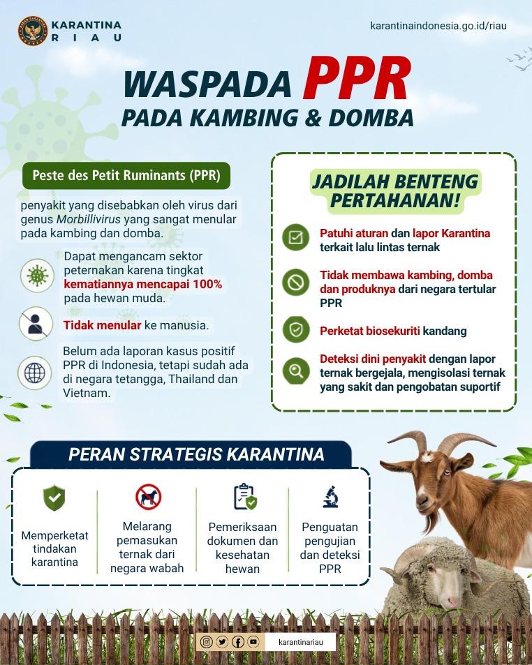 Waspada PPR pada Kambing dan Domba