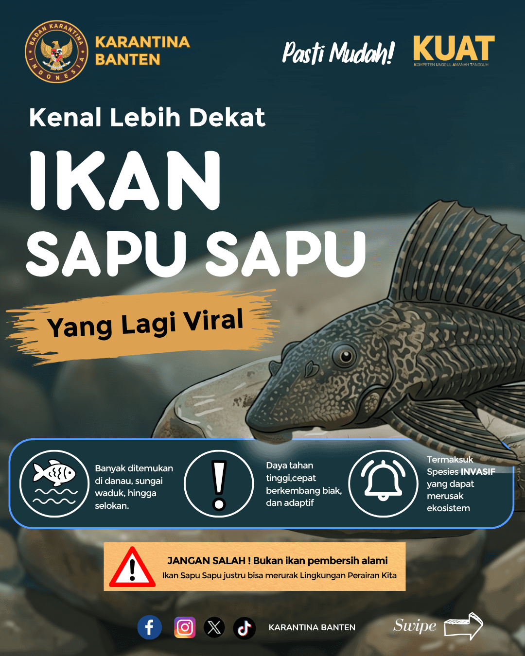 Ikan Sapu Sapu