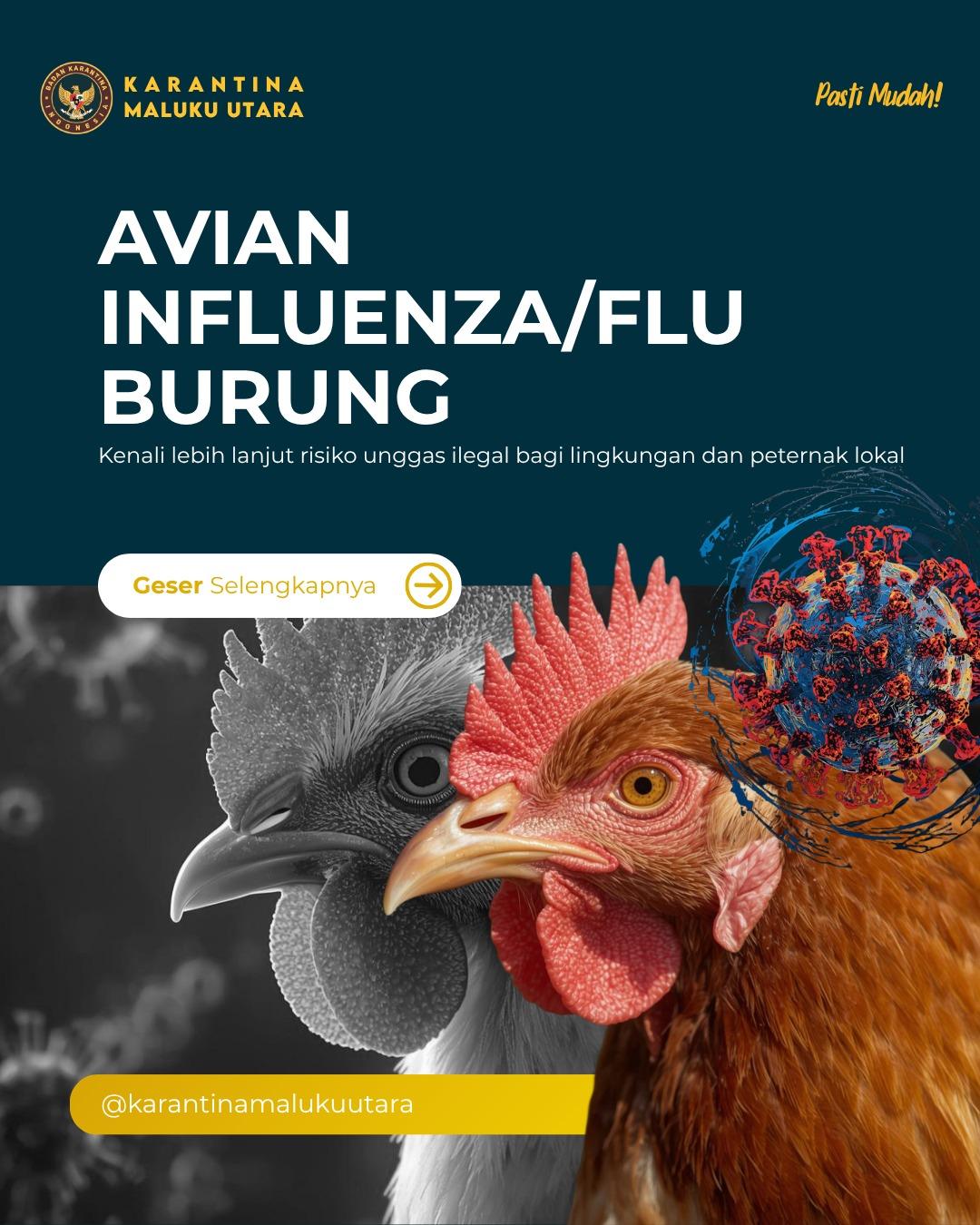 Avian Influenza/Flu Burung