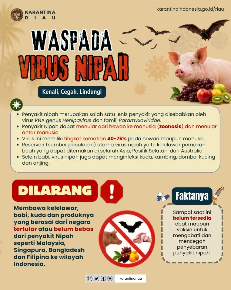 Waspada Virus Nipah