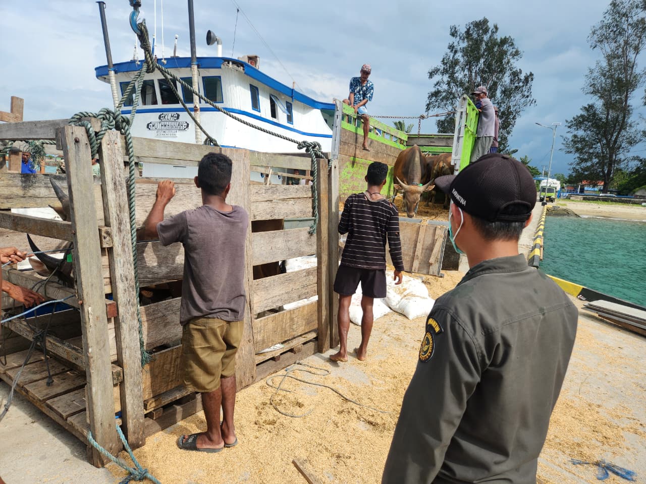 154 Ekor Ternak Dikirim ke Timika