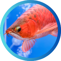 IKI